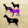 GTA 5 Mods Color Full Superhero Horse 4 Addon Peds GTA 5 addon ped mod
